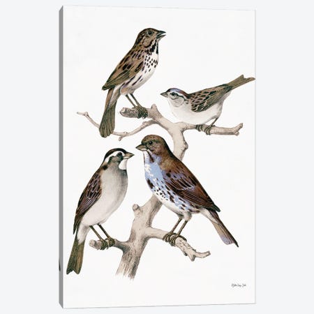 Birds On Branch Canvas Print #SLD422} by Stellar Design Studio Canvas Wall Art
