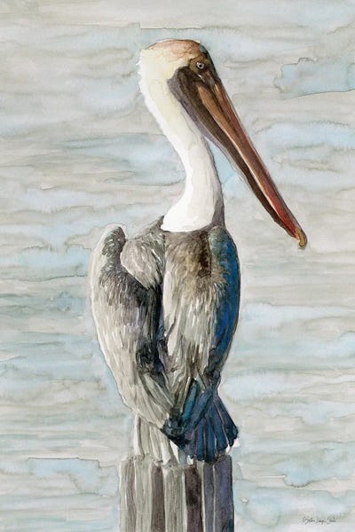 Brown Pelican I