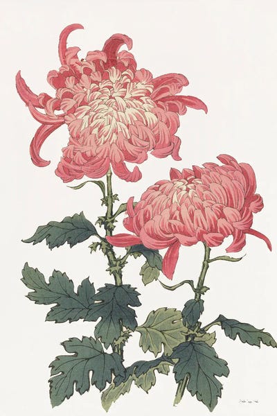 Protea: Pink Floral III by Stellar Design Studio