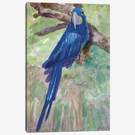 Blue Parrot I Canvas Print #SLD74} by Stellar Design Studio Canvas Print