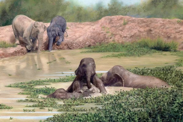 Rachel Stribbling: Asian Elephants by Rachel Stribbling