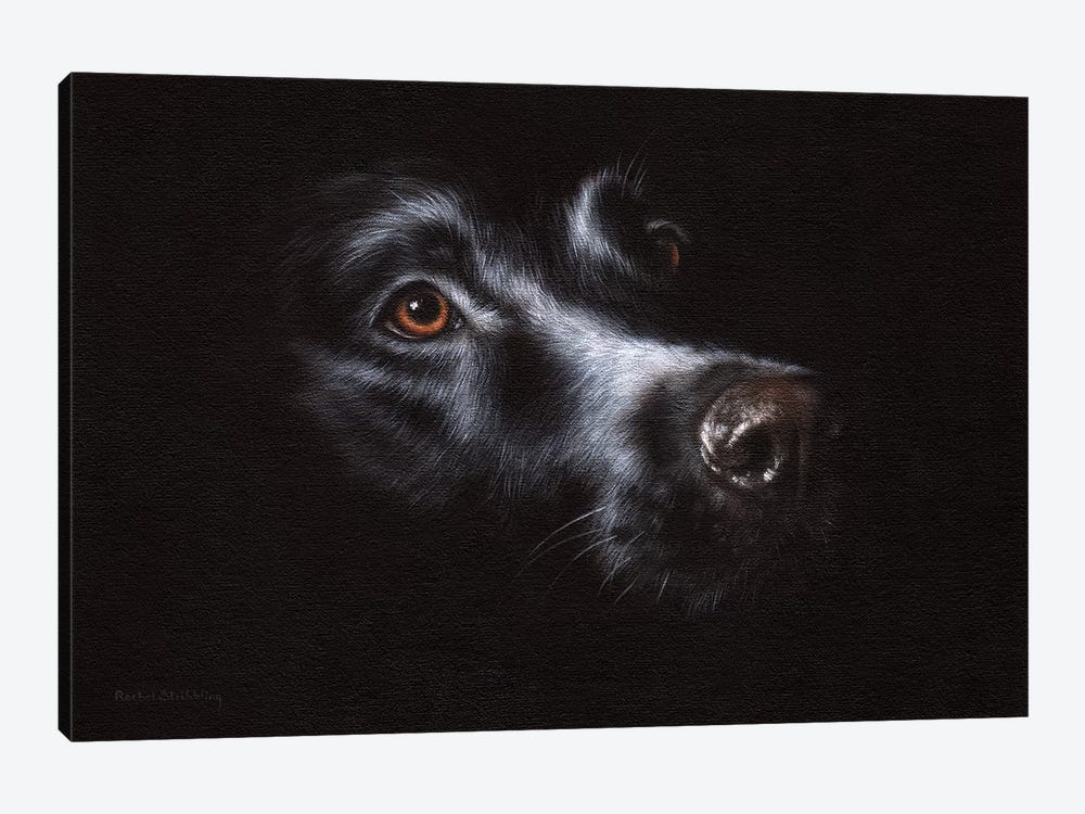 Black Labrador by Rachel Stribbling 1-piece Canvas Art