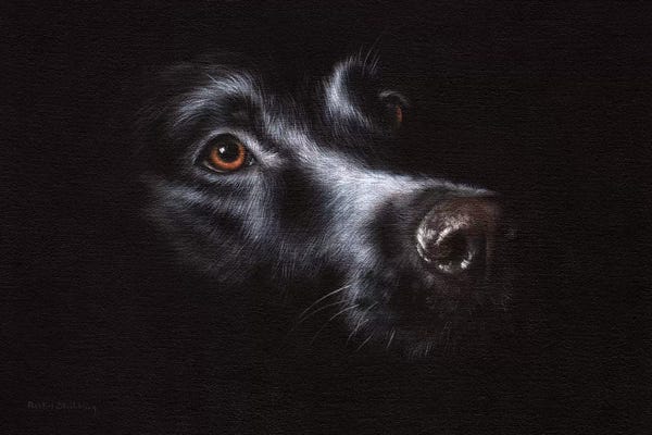 The Modern Man's Best Friend: Black Labrador by Rachel Stribbling