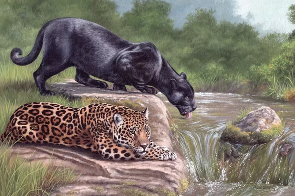 Fine Art Safari: Black Panther And Jaguar by Rachel Stribbling