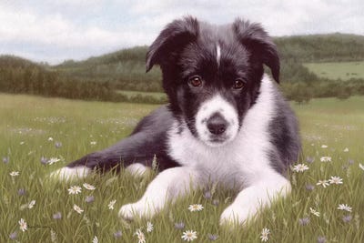 Border Collie Puppy by Rachel Stribbling framed wall art