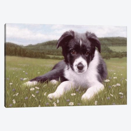 Border Collie Puppy Canvas Print #SLG14} by Rachel Stribbling Canvas Wall Art
