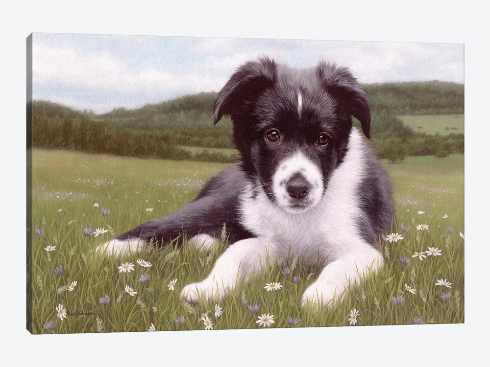 Border Collie Puppy by Rachel Stribbling 1-piece Canvas Art Print