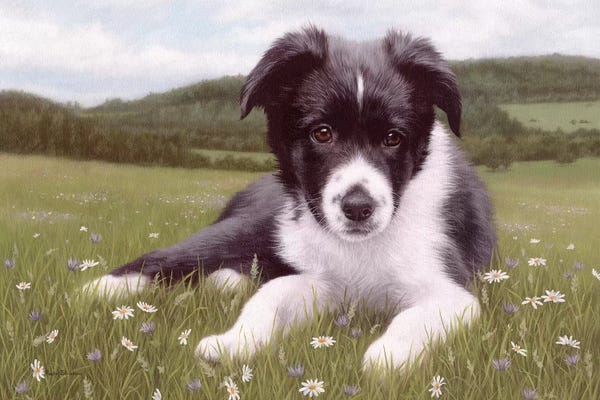 Rachel Stribbling: Border Collie Puppy by Rachel Stribbling