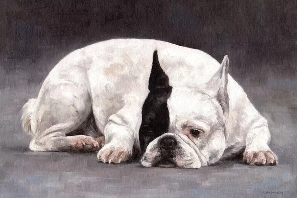 Rachel Stribbling: French Bulldog by Rachel Stribbling