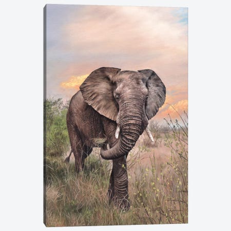 African Elephant Canvas Print #SLG1} by Rachel Stribbling Art Print