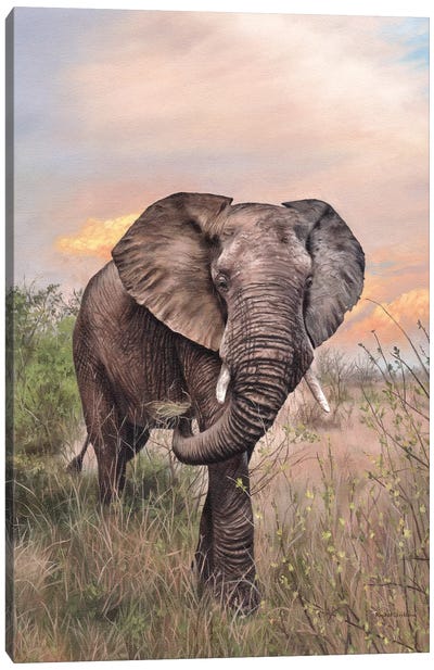 African Elephant Canvas Art Print - Rachel Stribbling