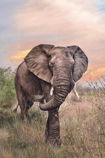 Fine Art Safari: African Elephant by Rachel Stribbling