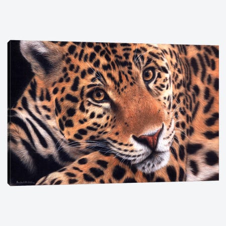 Jaguar Canvas Print #SLG23} by Rachel Stribbling Canvas Artwork