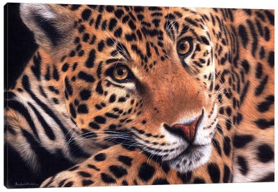Jaguar Canvas Art Print - Rachel Stribbling