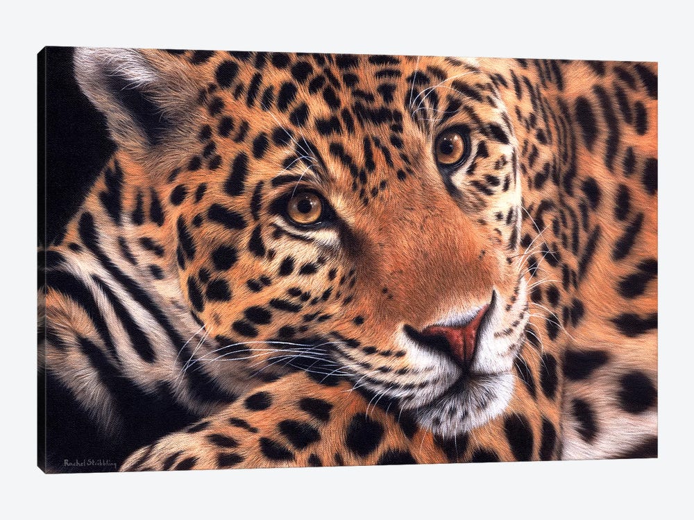 Jaguar by Rachel Stribbling 1-piece Canvas Print