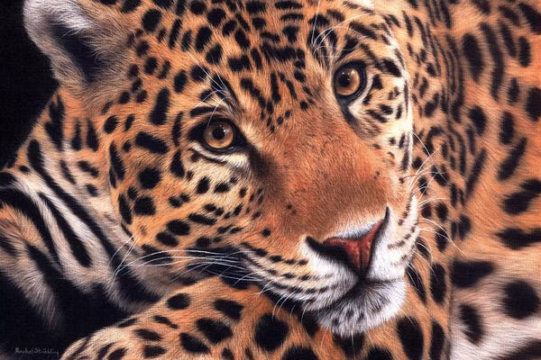 Rachel Stribbling: Jaguar by Rachel Stribbling