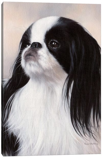 Japanese Chin Dog Portrait Canvas Art Print - Rachel Stribbling