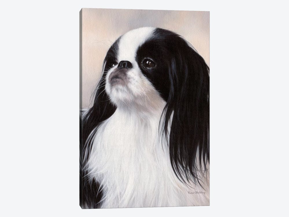 Japanese Chin Dog Portrait by Rachel Stribbling 1-piece Canvas Wall Art