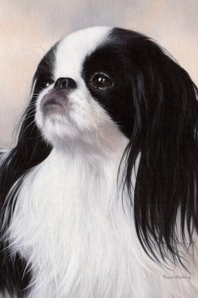 Rachel Stribbling: Japanese Chin Dog Portrait by Rachel Stribbling