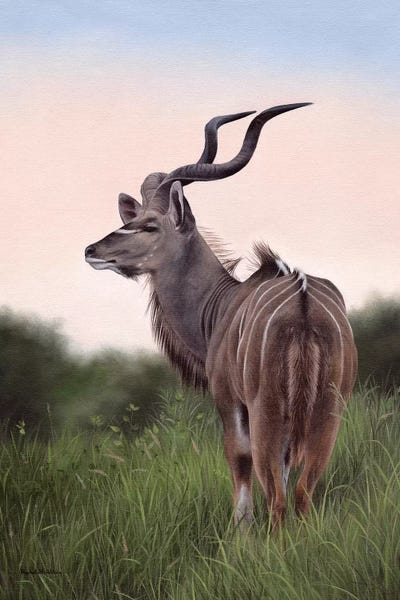 Antelopes: Kudu by Rachel Stribbling
