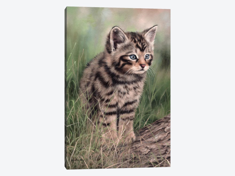 Scottish Wildcat Kitten by Rachel Stribbling 1-piece Canvas Artwork