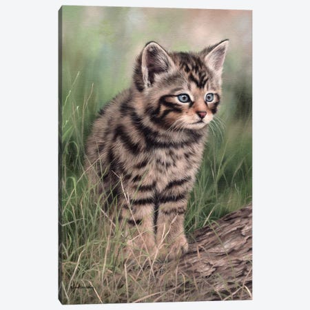 Scottish Wildcat Kitten Canvas Print #SLG26} by Rachel Stribbling Canvas Art Print