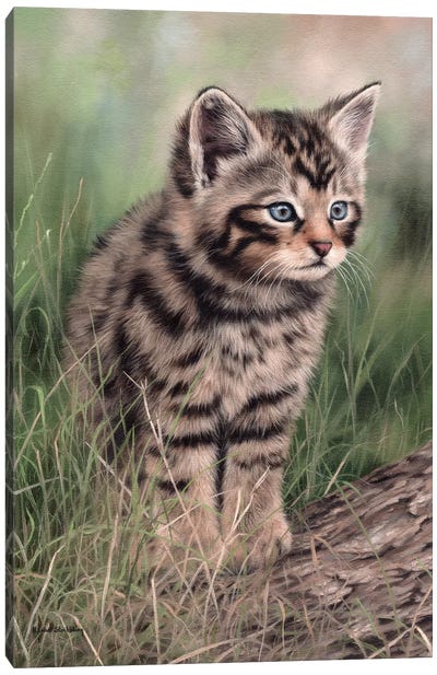 Scottish Wildcat Kitten Canvas Art Print - Rachel Stribbling