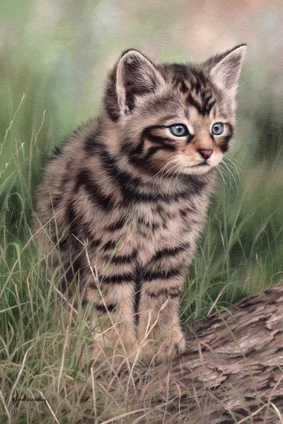 Rachel Stribbling: Scottish Wildcat Kitten by Rachel Stribbling