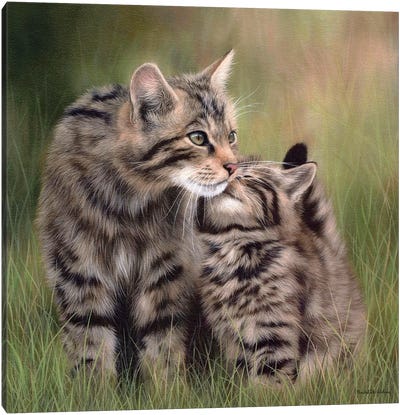 Scottish Wildcats Canvas Art Print - Kitten Art