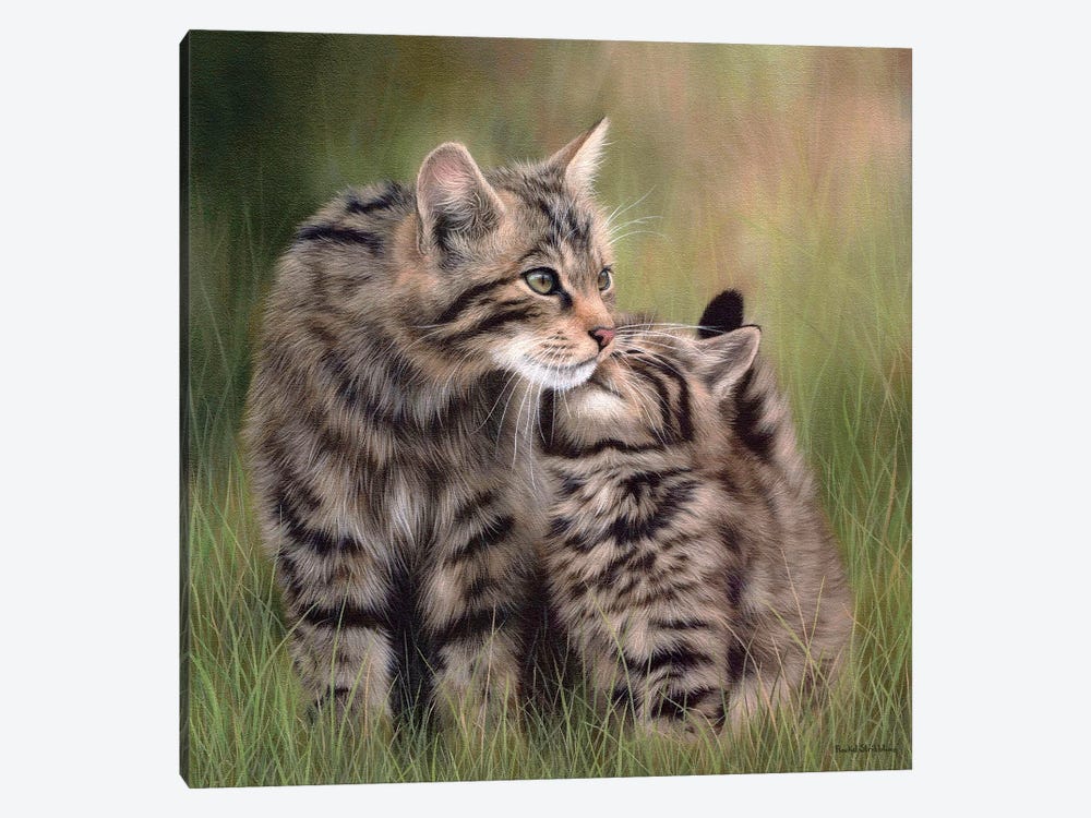 Scottish Wildcats by Rachel Stribbling 1-piece Canvas Art Print