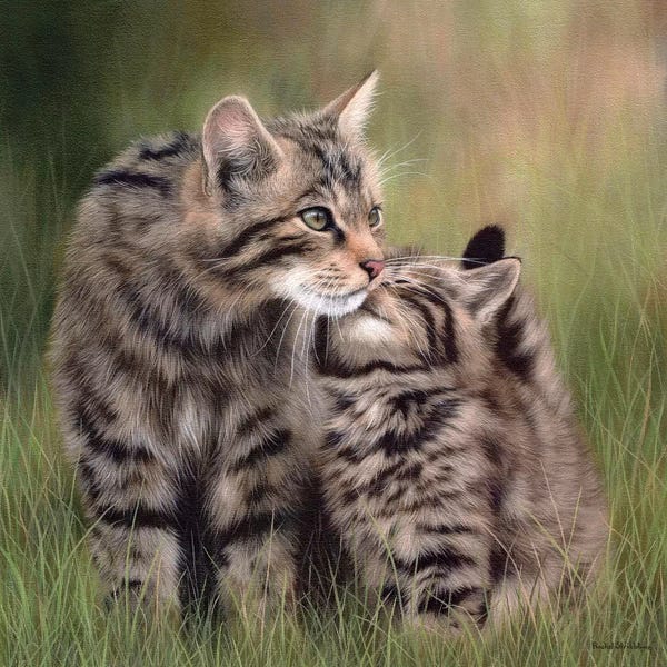 Rachel Stribbling: Scottish Wildcats by Rachel Stribbling