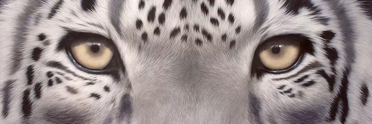 Snow Leopard Eyes