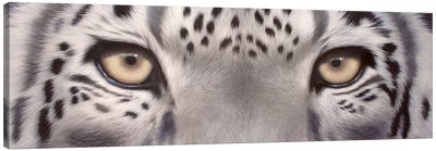 Snow Leopard Eyes Canvas Art Print - Rachel Stribbling