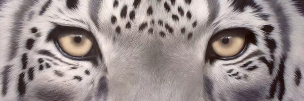 Snow Leopard Eyes
