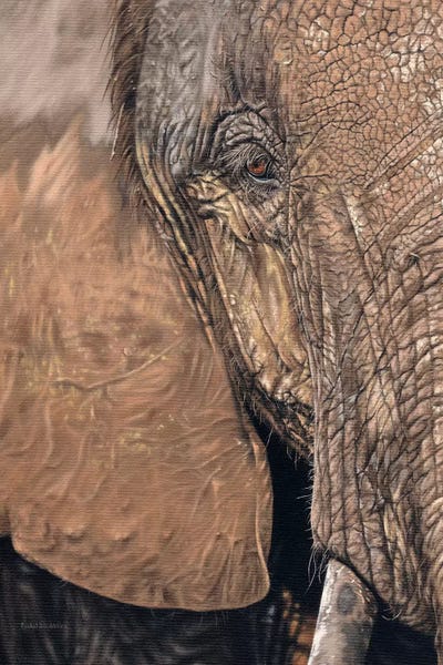 African Elephant Face by Rachel Stribbling canvas print
