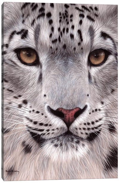 Snow Leopard Face Canvas Art Print - Rachel Stribbling