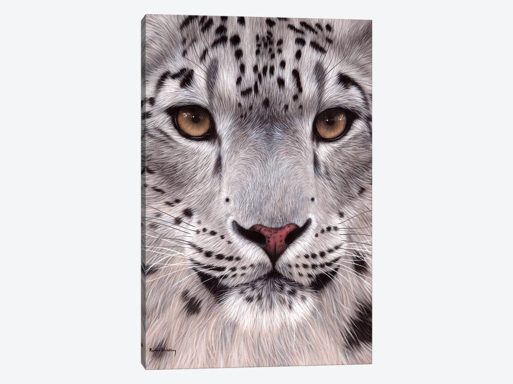 Snow Leopard Face by Rachel Stribbling 1-piece Art Print