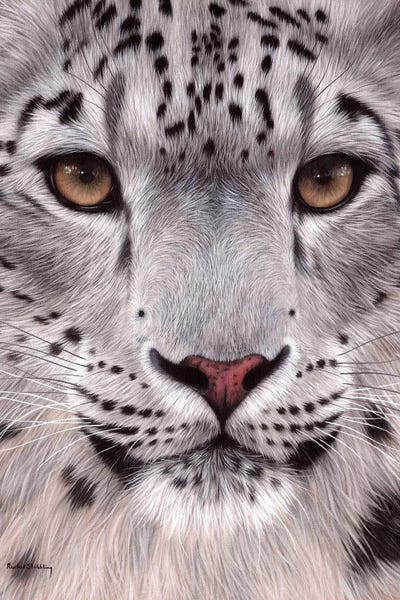 Rachel Stribbling: Snow Leopard Face by Rachel Stribbling