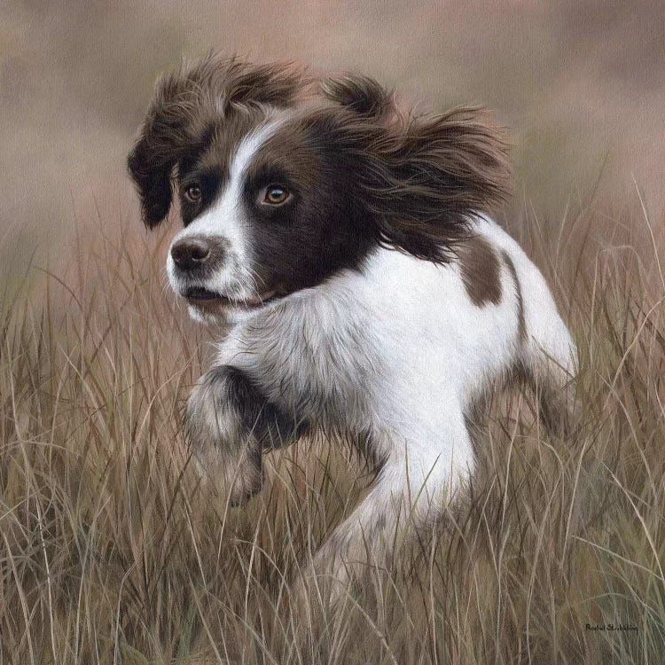 Springer Spaniel by Rachel Stribbling wall art