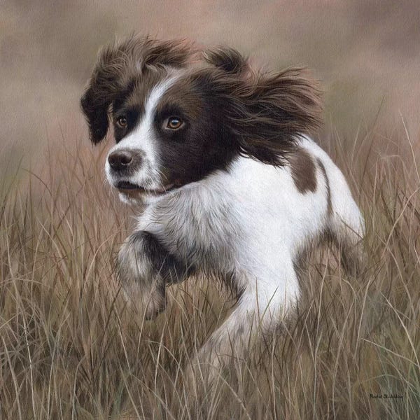 Rachel Stribbling: Springer Spaniel by Rachel Stribbling