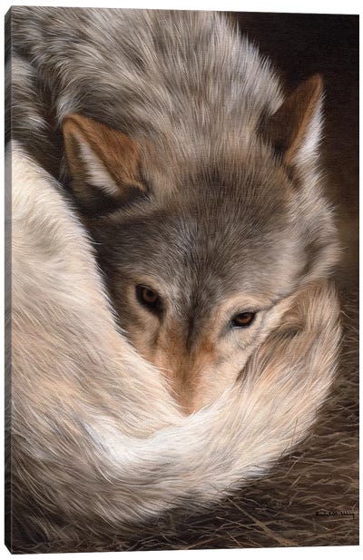 Timber Wolf Canvas Art Print - Rachel Stribbling