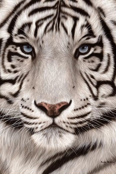 White Tiger Face by Rachel Stribbling framed wall art