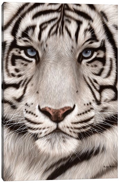 White Tiger Face Canvas Art Print - Rachel Stribbling