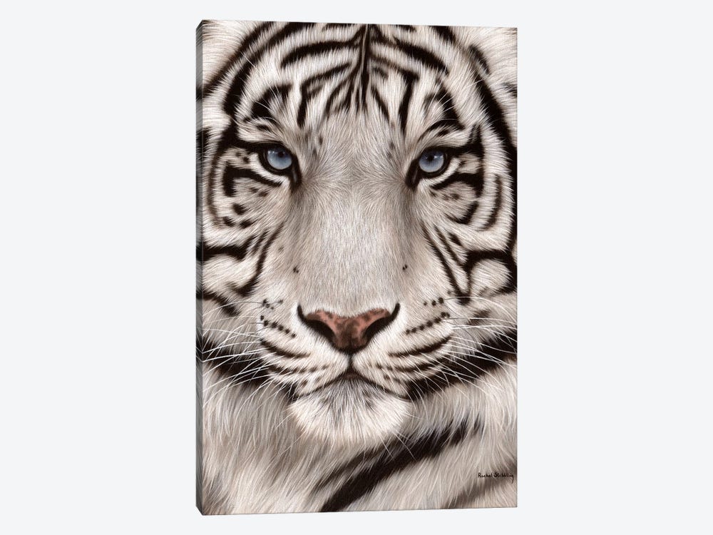 White Tiger Face by Rachel Stribbling 1-piece Art Print