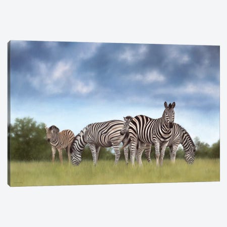 Zebras Canvas Print #SLG36} by Rachel Stribbling Canvas Artwork