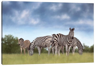 Zebras Canvas Art Print - Rachel Stribbling