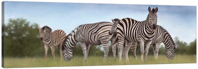 Zebras Panoramic Canvas Art Print - Rachel Stribbling
