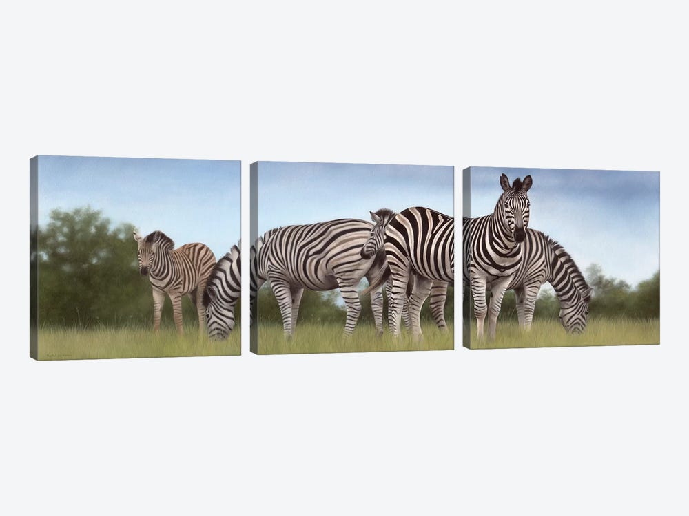 Zebras Panoramic by Rachel Stribbling 3-piece Canvas Art