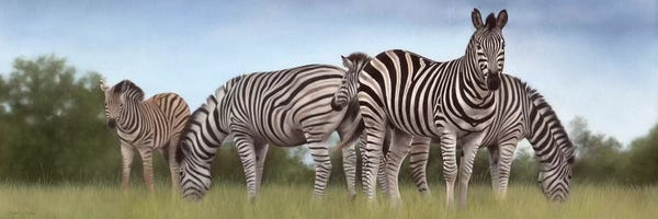 Rachel Stribbling: Zebras Panoramic by Rachel Stribbling
