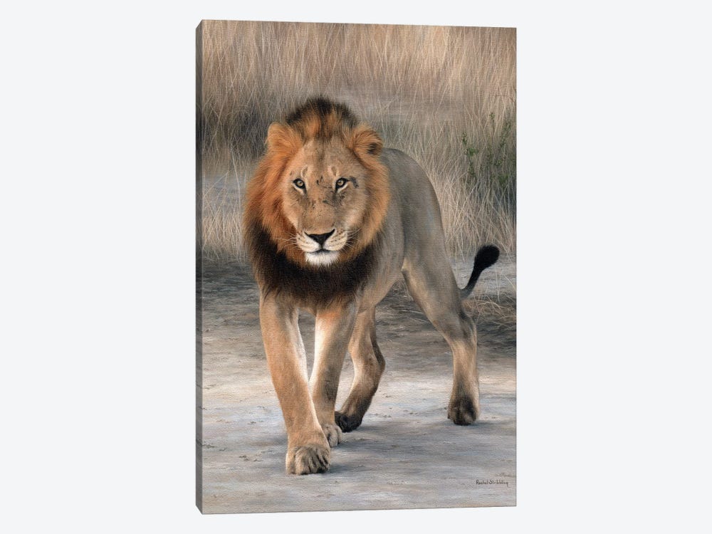 African Lion Walking by Rachel Stribbling 1-piece Canvas Print